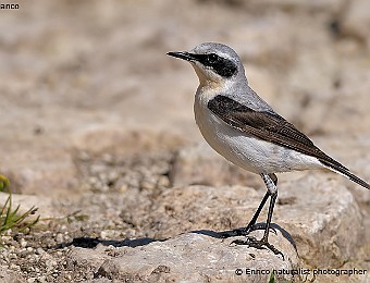 Animali 455